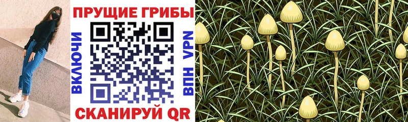 Галлюциногенные грибы GOLDEN TEACHER  Севастополь 